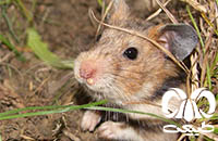 گونه همستر طلایی برانت Brandts Hamster